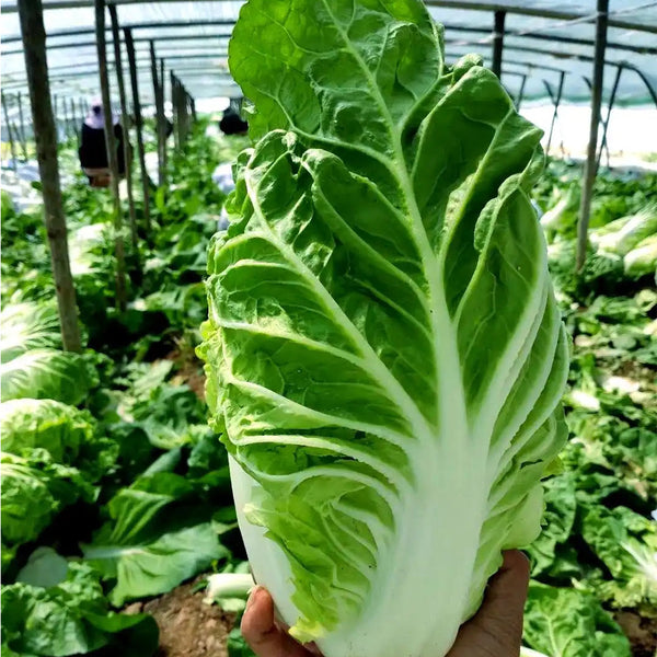 Chunmei F1 Hybrid Chinese Cabbage Seeds, 5g