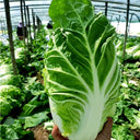 Chunmei F1 Hybrid Chinese Cabbage Seeds, 5g