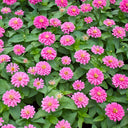 Pink Garden Zinnia Seeds, 100 Seeds