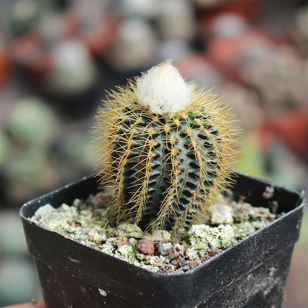 Frailea aurea, 2-3cm