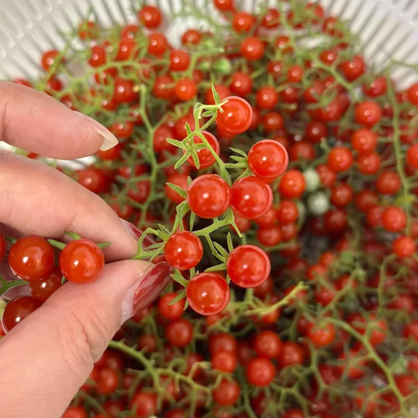 Red Currant Sweet Pea Tomato, 20~30 Seeds