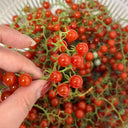 Red Currant Sweet Pea Tomato, 20~30 Seeds