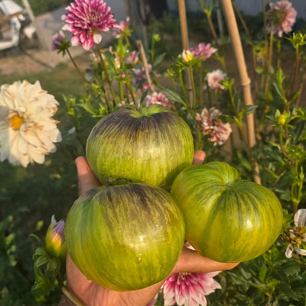 Kaleidoscope Tomato, 5 Seeds