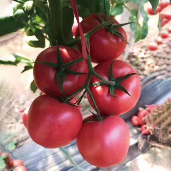 Kuwait No.4 Pink Tomato Hybrid Seeds, 20 Seeds