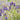 Large-Flowered Selfheal (Mixed Colors), 200 Seeds