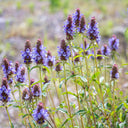 Large-Flowered Selfheal (Mixed Colors), 200 Seeds