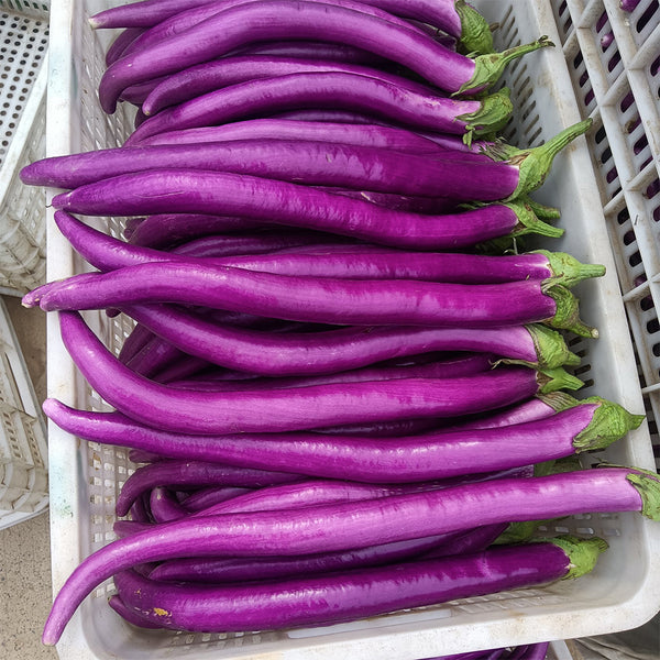Hangzhou Red Eggplant Seeds, 10g