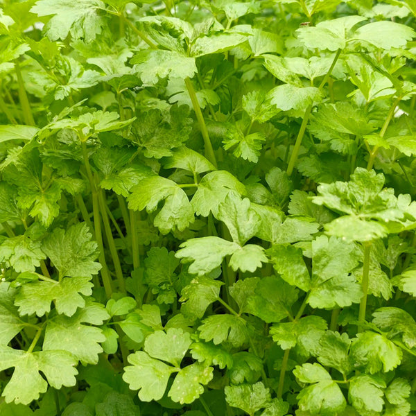 White Bone Yellow Heart Celery Seeds, 5g