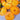 883 Golden Fashionista Tomato, 5 Seeds