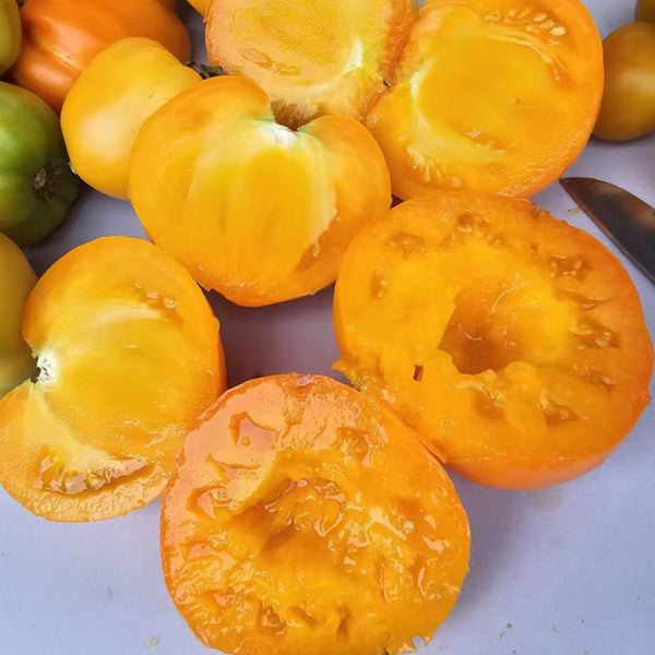 883 Golden Fashionista Tomato, 5 Seeds