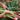 Garden Rhubarb, 15 Seeds