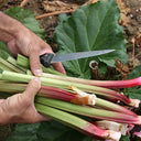 Garden Rhubarb, 15 Seeds