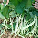 Didouwang No.1 Kidney Bean Seeds, 10g Per Bag