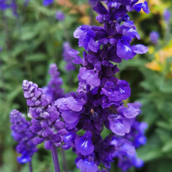 Blue Sage, 200 Seeds