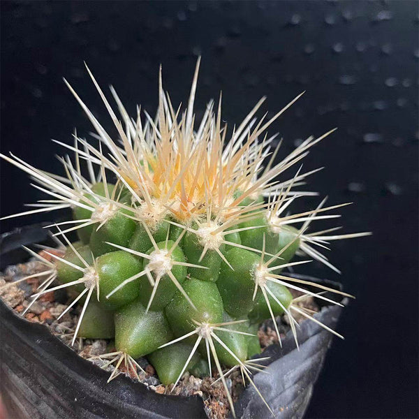 Echinocactus grusonii