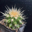 Echinocactus grusonii