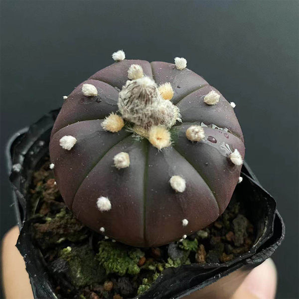 Astrophytum asterias 'Purple Skin', 2-3cm