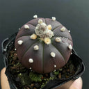 Astrophytum asterias 'Purple Skin', 2-3cm