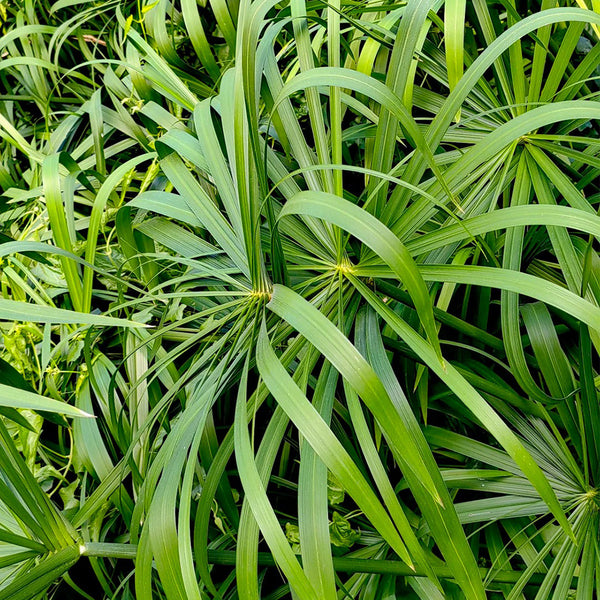 Umbrella Sedge, 500 Seeds