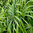 Umbrella Sedge, 500 Seeds