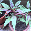 Red Willow Leaf Amaranth Seeds, 10g