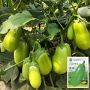 ‘Green Crown’ F1 Eggplant Seeds, 10g