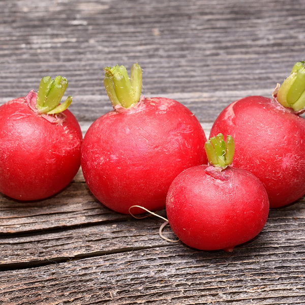 Meiying Cherry Radish Seeds, 5g