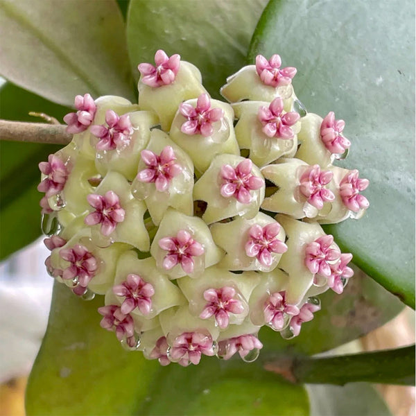 Hoya 'Wonder', 3 Cuttings