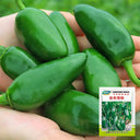 Jintai Hongjiao Chili Seeds, 1g
