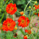Crimson Ocean Avens Seeds, 200 Seeds