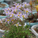 Oxalis obtusa Series Bulb - 'Pink Star', 12 Bulbs