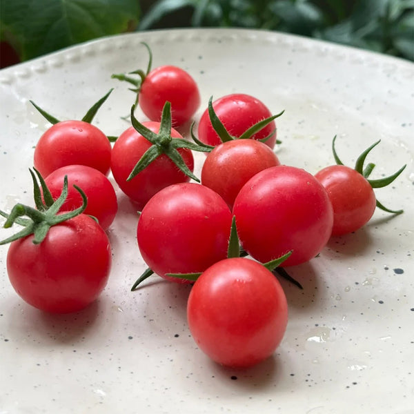 Pink Beibei Cherry Tomato, 30 Seeds
