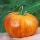 'Fairytale' Tomato Seeds, 5 Seeds