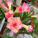 Mixed Color Desert Rose, 20 Seeds