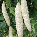White Jade Bitter Gourd Seeds, 10g