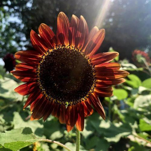 HEL23 Sunflower, 100 Seeds
