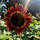 HEL23 Sunflower, 100 Seeds
