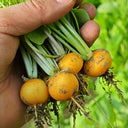 Yellow Cherry Radish, 10g