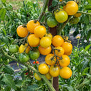 254 Dwarf Moby's Cherry Tomato, 5 Seeds