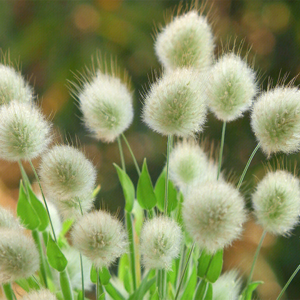 Hezhichun Bunny Tail Grass, 30 Seeds