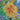Sunburst' Yellow Nasturtium Seeds, 50 Seeds