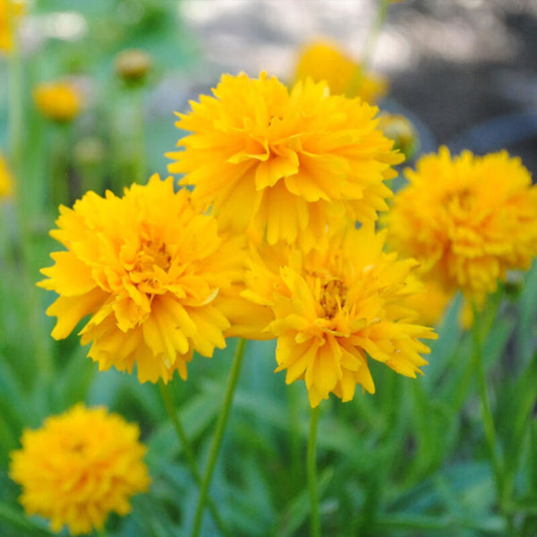 Large-Flowered Tickseed, 200 Seeds