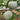 Silver Chestnut Pumpkin Seeds, 10 Seeds