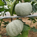 Silver Chestnut Pumpkin Seeds, 10 Seeds