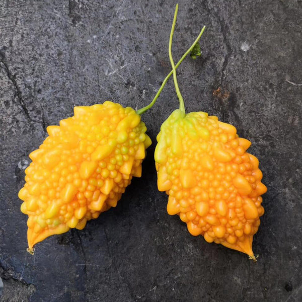 Small Spiny Bitter Melon Seeds, 10 Seeds