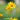 False Sunflower, 300 Seeds
