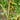 809 Green Bumble Bee Tomato, 5 Seeds