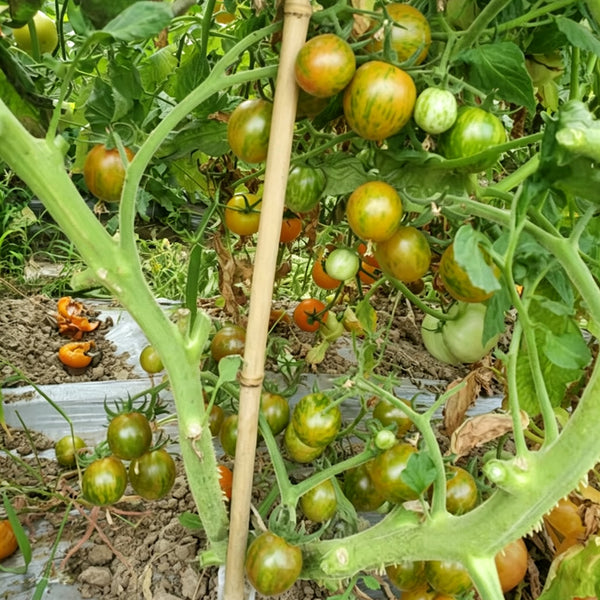 809 Green Bumble Bee Tomato, 5 Seeds