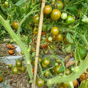 809 Green Bumble Bee Tomato, 5 Seeds