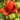 659 Wife's Gift Tomato, 5 Seeds